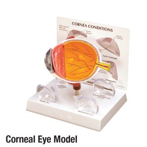 Corneal Eye Model