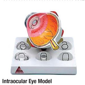 Intraocular Eye Model