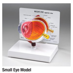 Small Eye Model